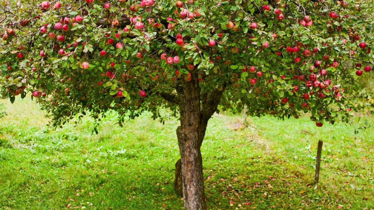 Does A Fruit Tree Have To Be Large?