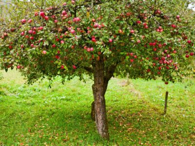 Does A Fruit Tree Have To Be Large?