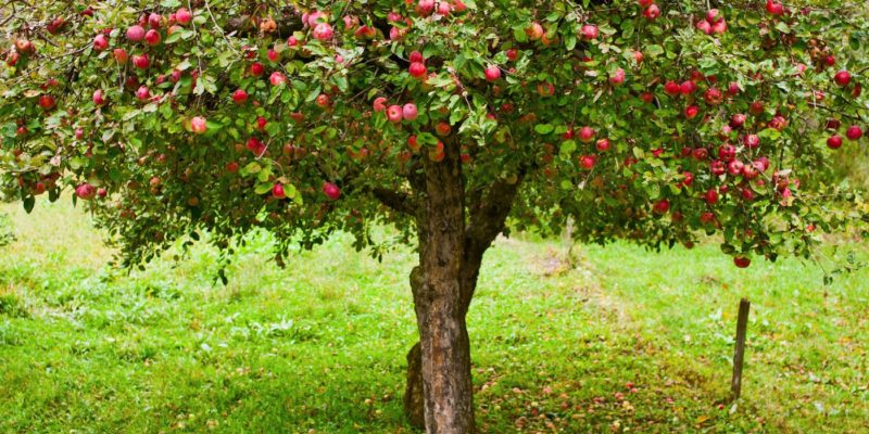 Does A Fruit Tree Have To Be Large?